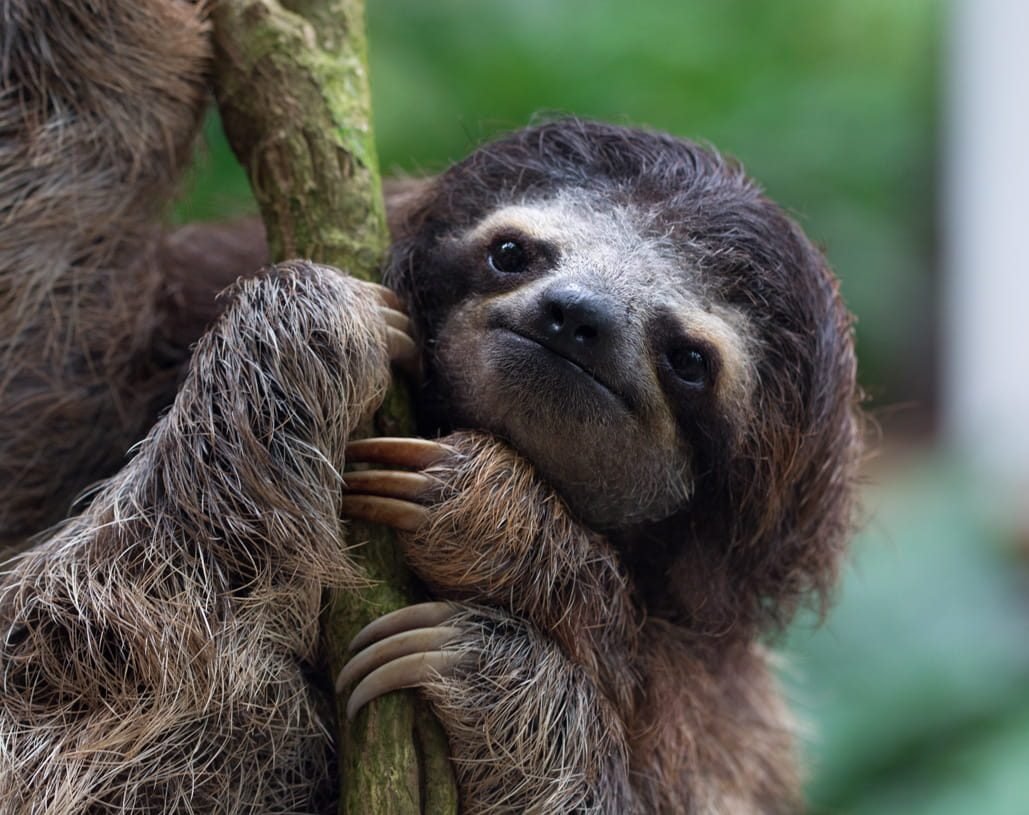 sloth-costarica-relax-min